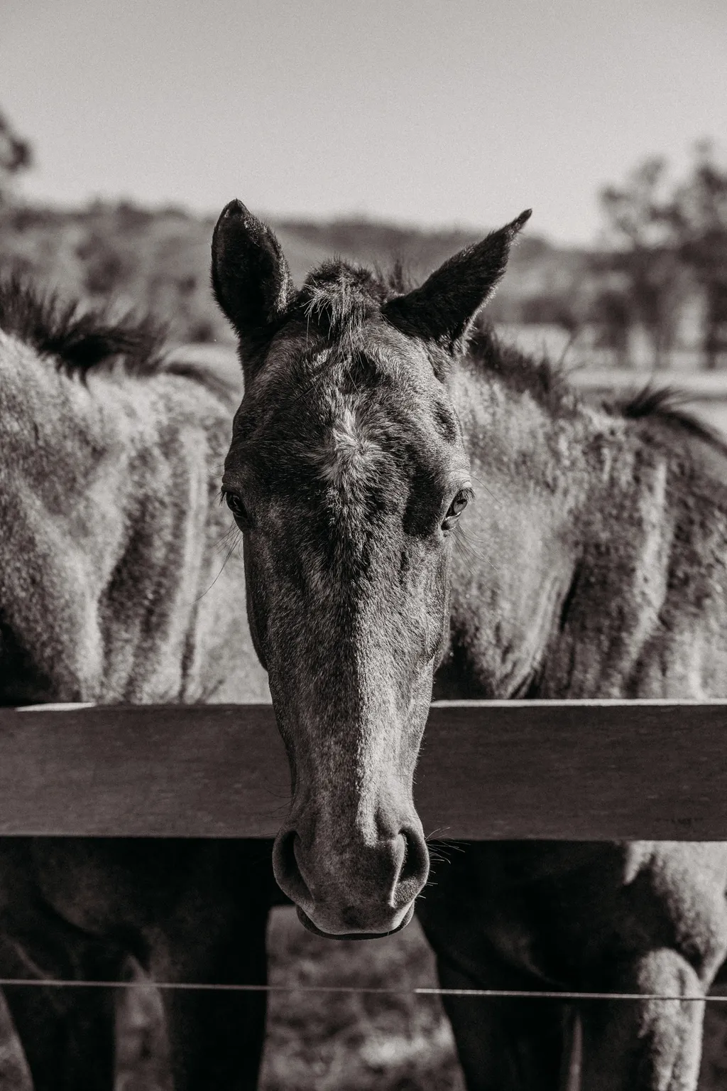 Wallaringa Farm brand photography ready to be organised and scheduled