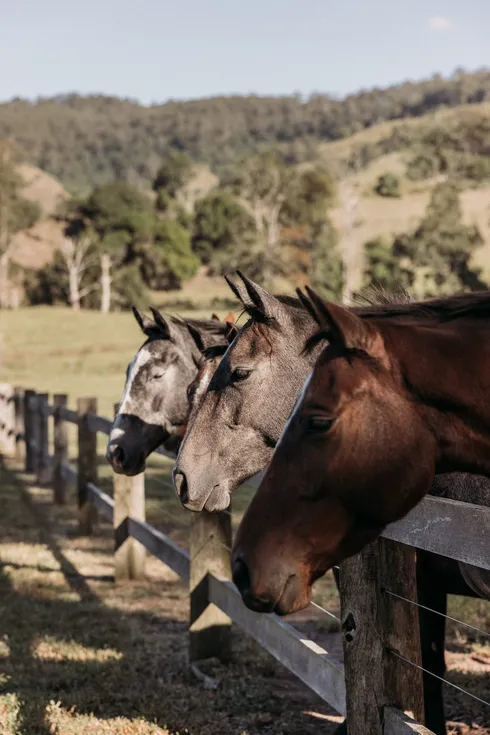 Wallaringa Farm interior detail organised for future social content